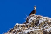 Invernale al MONTE MASONI con discesa in Valsambuzza e salita al PIZZO ZERNA il 21 gennaio 2012 - FOTOGALLERY